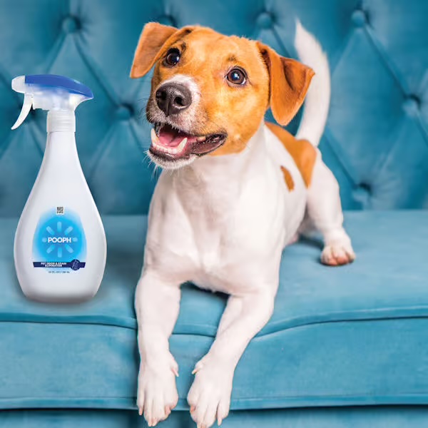 A dog on a blue couch next to a bottle of Pooph odor eliminator